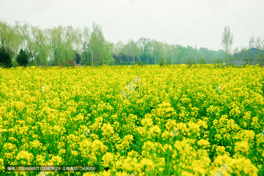 大片油菜花