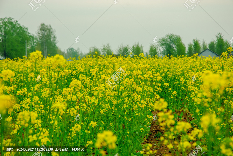 油菜花地