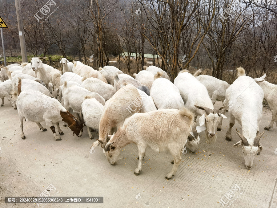乡村散养山羊