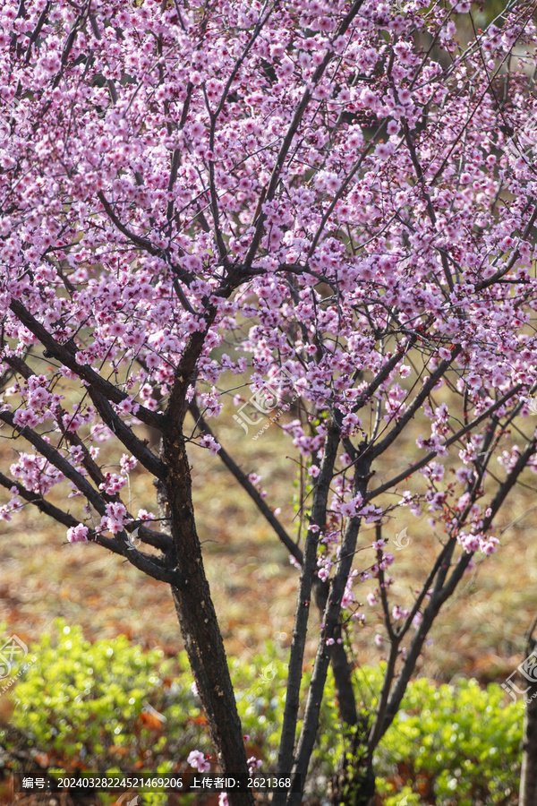 一树繁花