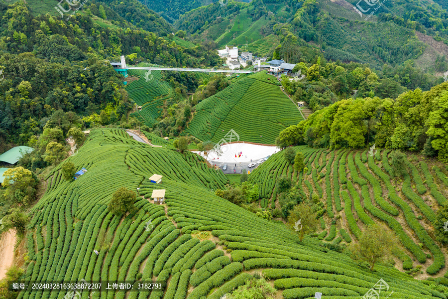 中国广西昭平生态茶园春季景色美