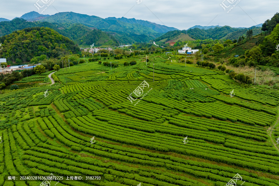 中国广西昭平生态茶园春季景色美