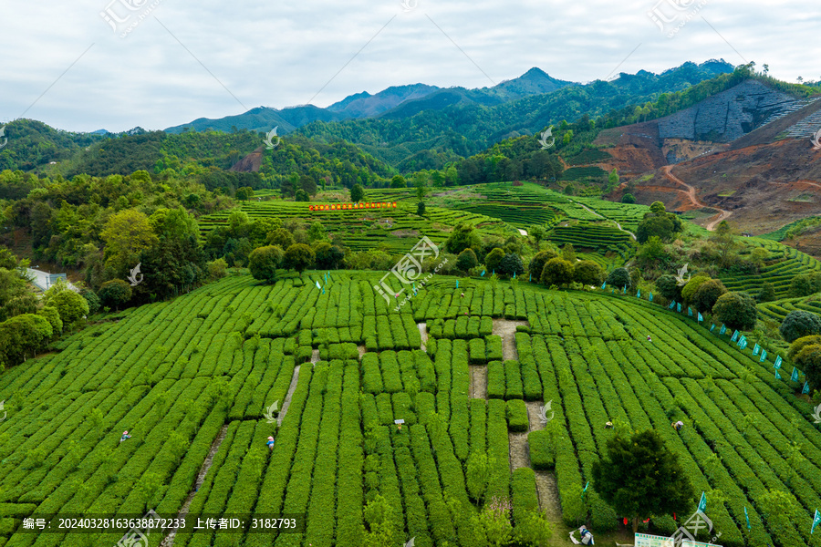 中国广西昭平生态茶园春季景色美