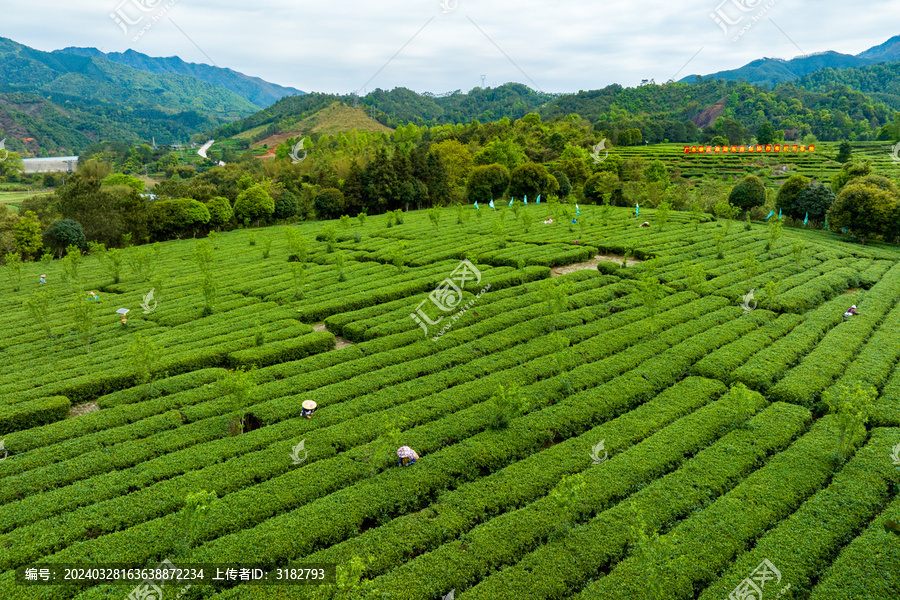 中国广西昭平生态茶园春季景色美