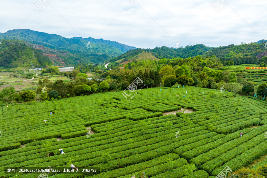 中国广西昭平生态茶园春季景色美