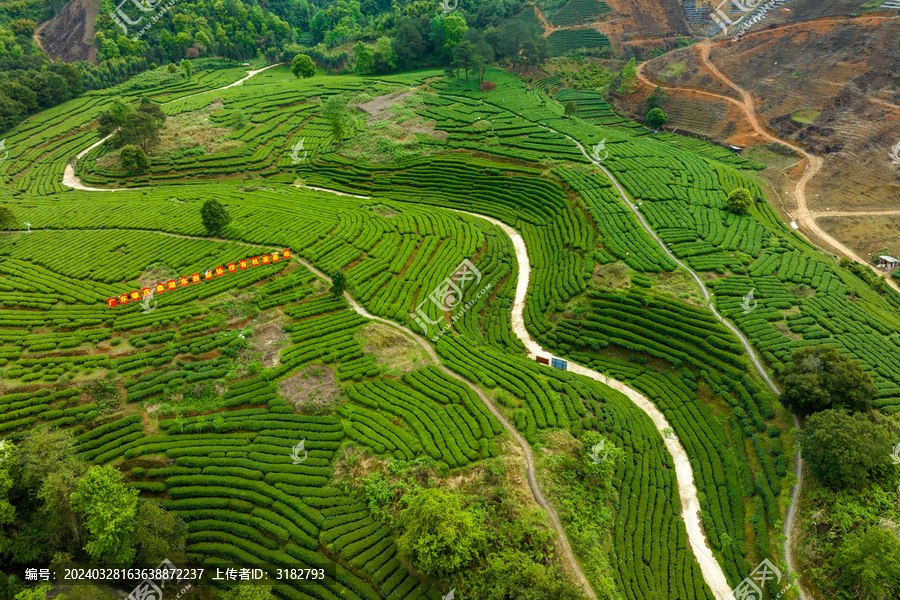 中国广西昭平生态茶园春季景色美