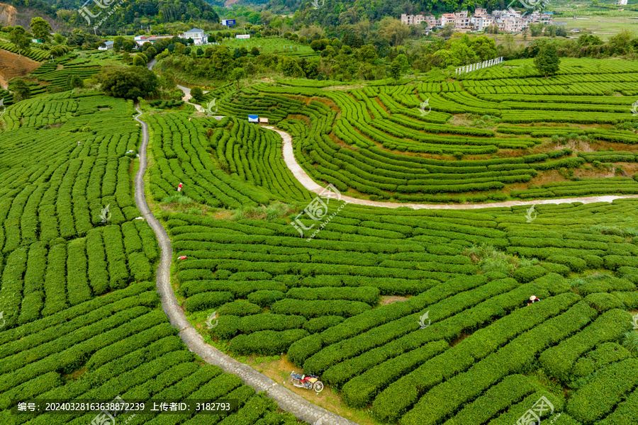 中国广西昭平生态茶园春季景色美