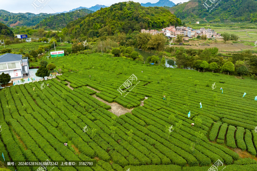 中国广西昭平生态茶园春季景色美