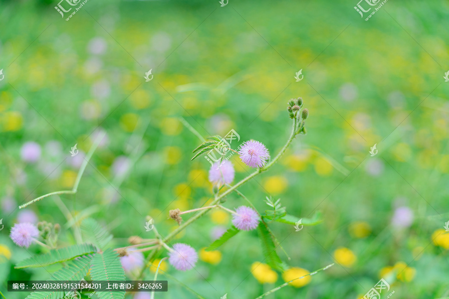 田野上粉红色开花植物含羞草