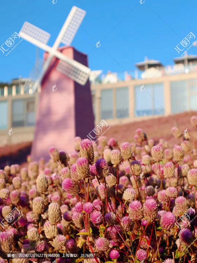 粉色花海风车