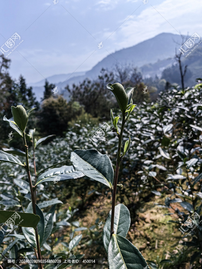 野生福鼎白茶