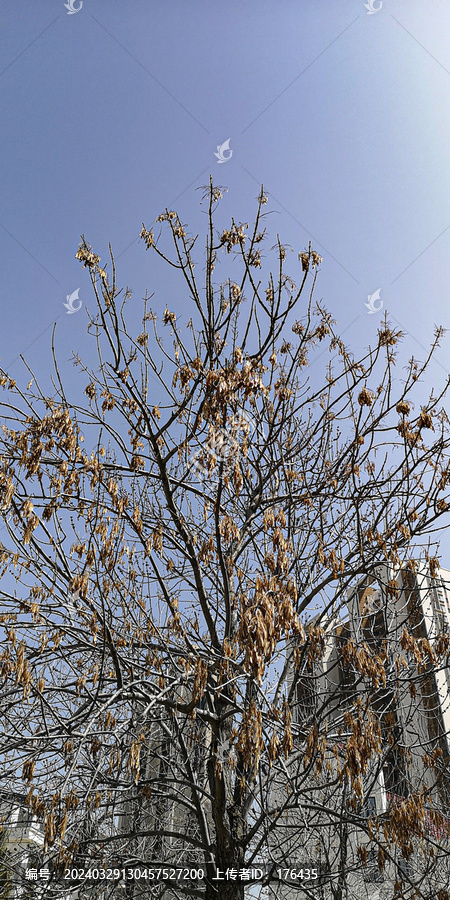 大树发芽