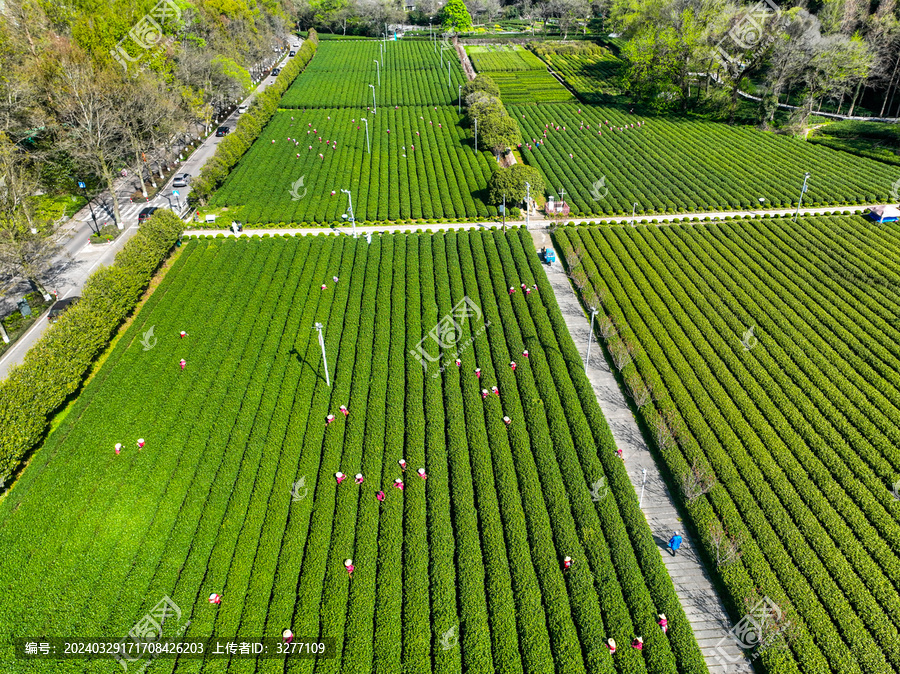 杭州梅家坞西湖龙井茶园