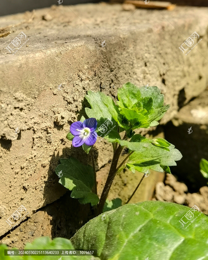 菜花