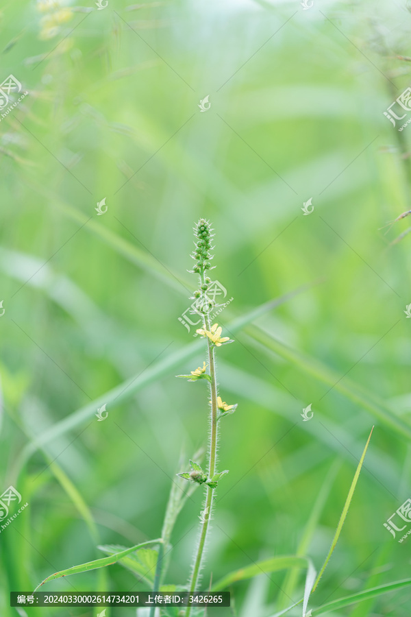 野外开花植物龙芽草