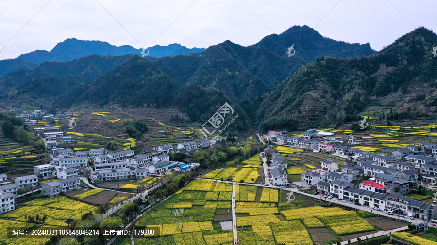 敖家坝油菜美景