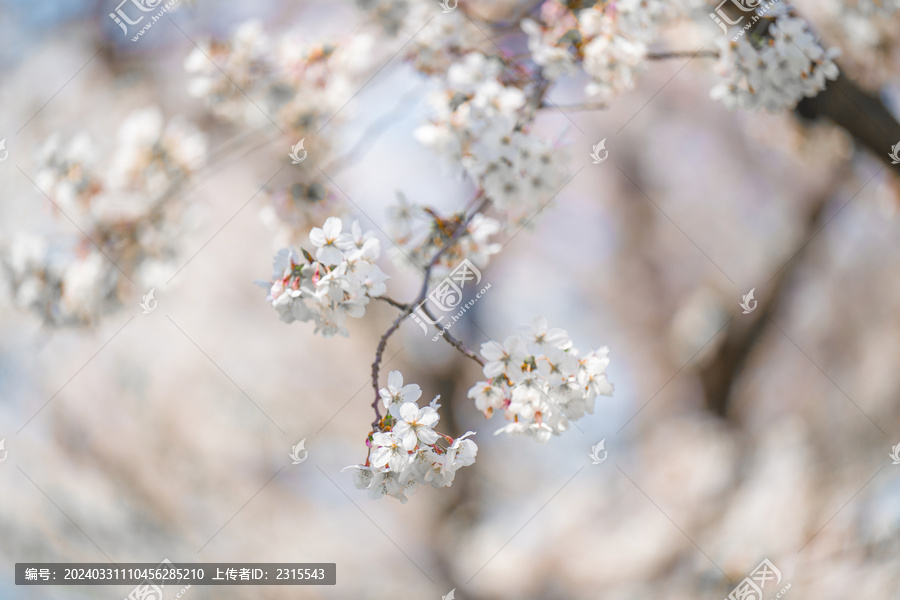 上海徐汇龙美术馆樱花季风光