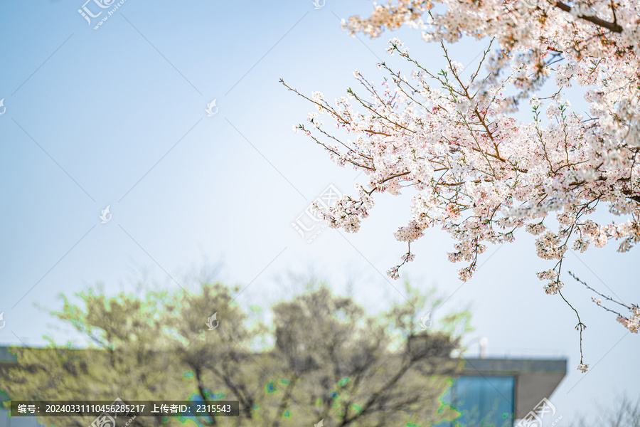 上海徐汇龙美术馆樱花季风光