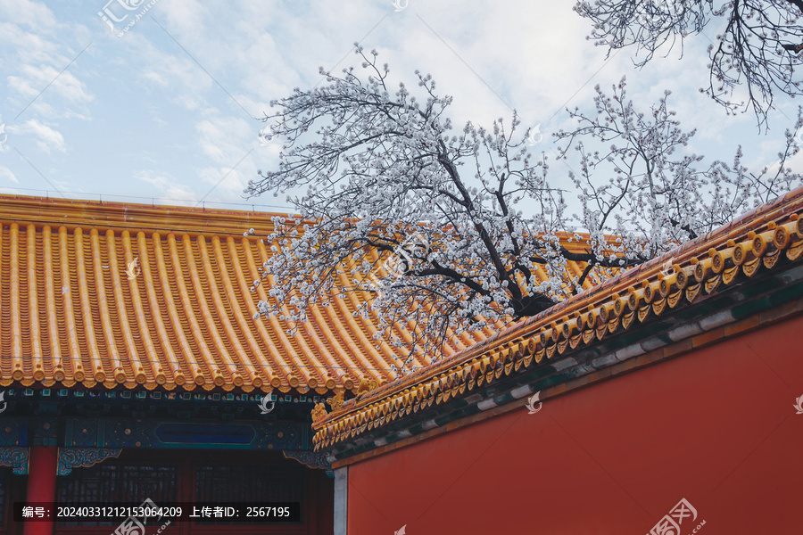 北京紫禁城故宫博物院红墙春天