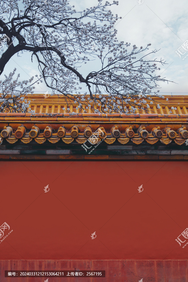 北京紫禁城故宫博物院宫墙春天
