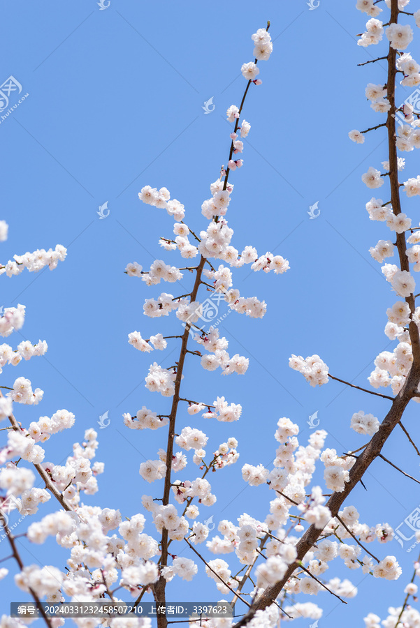 春天盛开的白色桃花