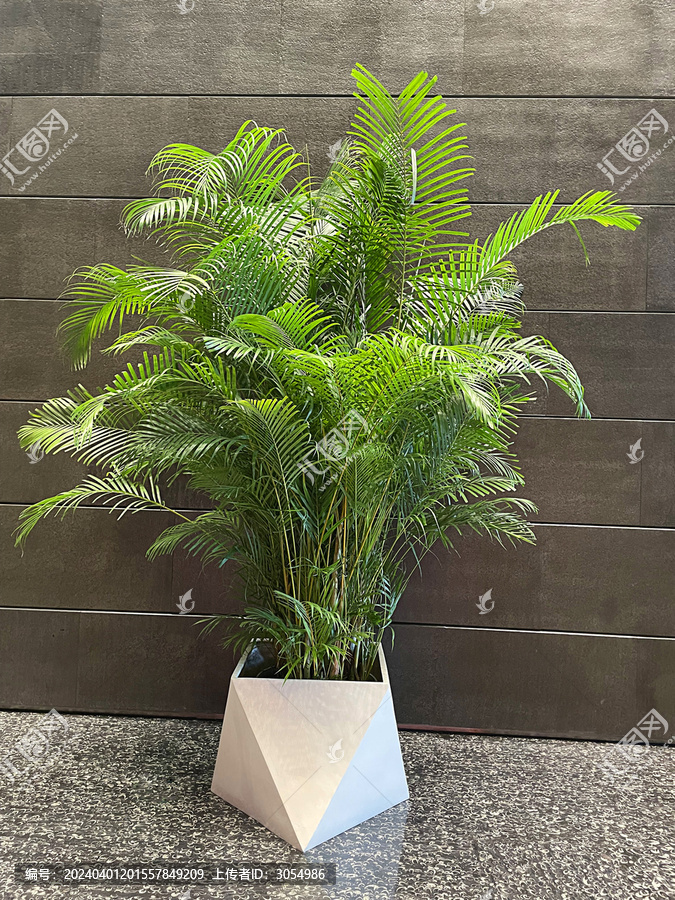 室内绿植凤尾竹