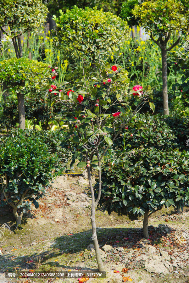 山茶树种植