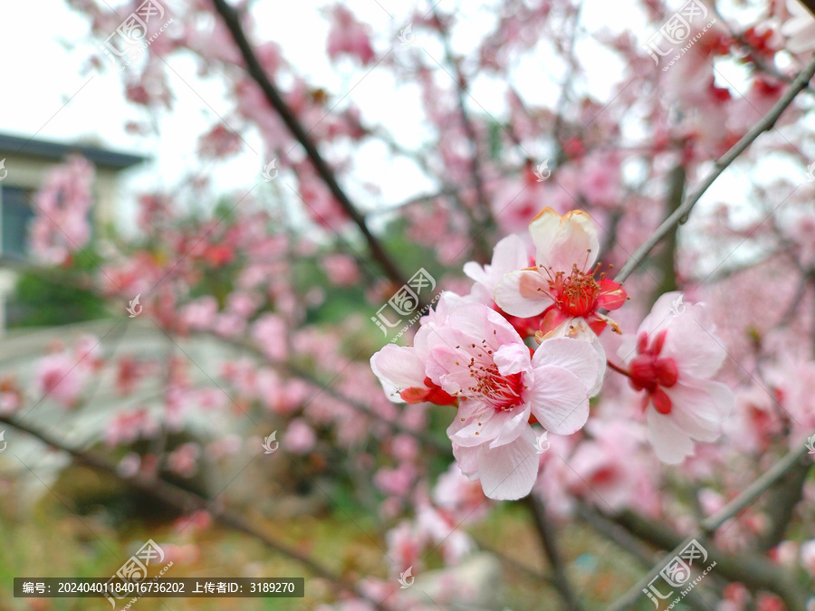 桃花盛开