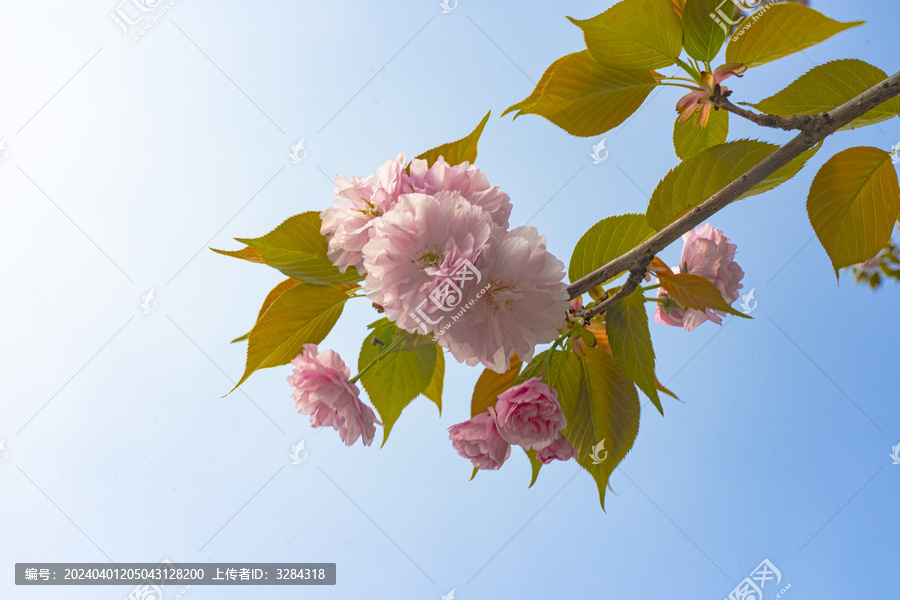 春天的鲜花