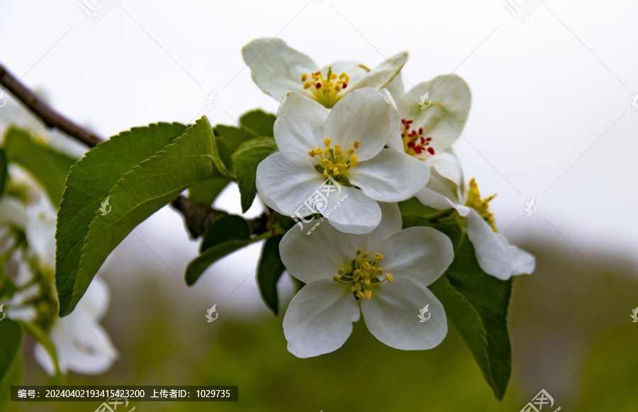 苹果树开花