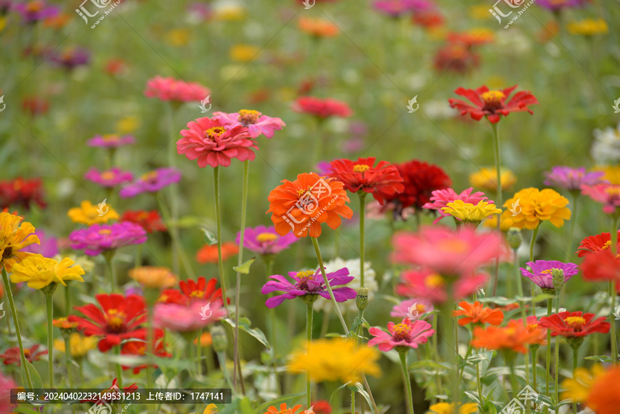 野菊花