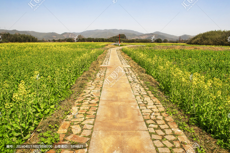 杭州良渚古城遗址公园油菜花