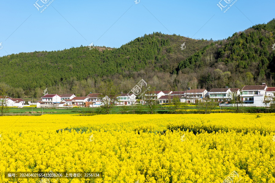 田园风光春天