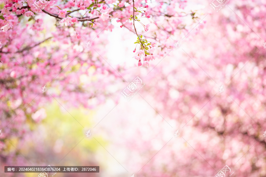 海棠花开