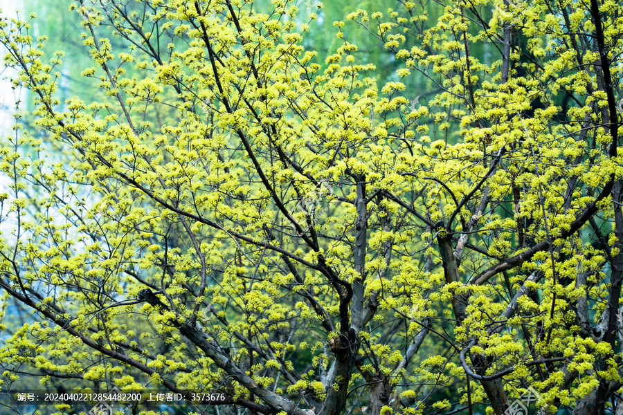 黄花