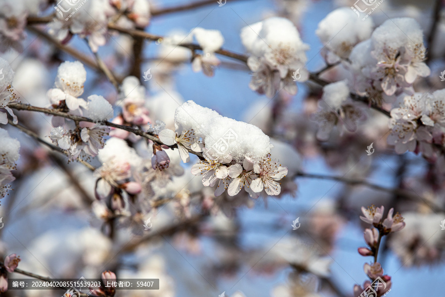 倒春寒春雪压花枝