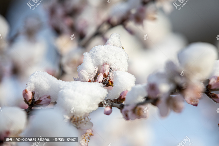 倒春寒春雪压花枝