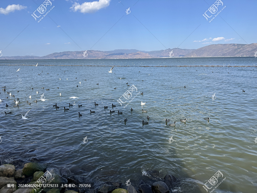 洱海苍山的海鸥