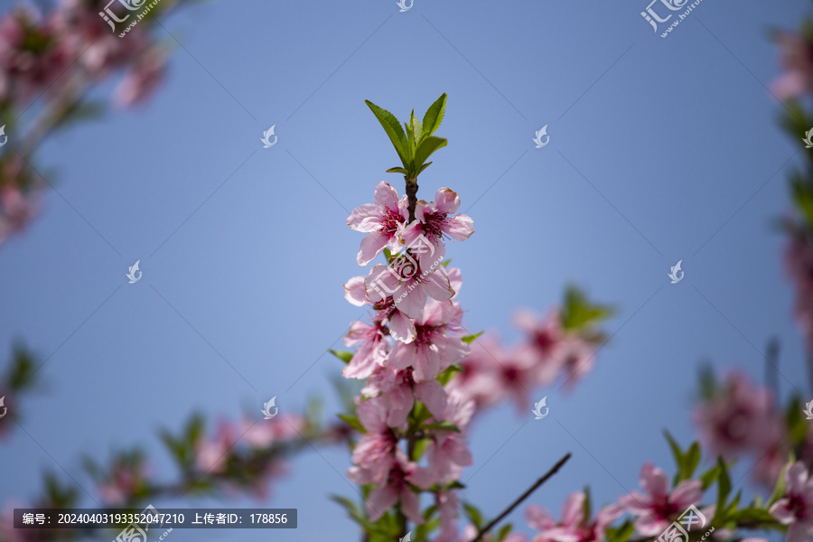 桃花满枝头