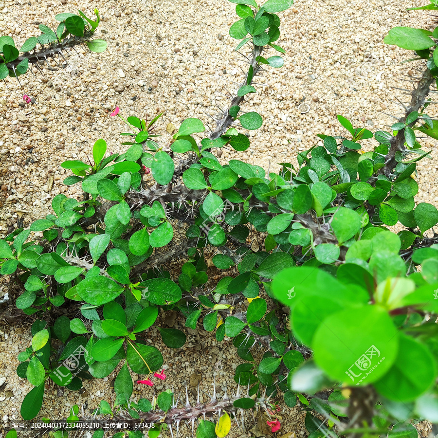 沙漠植物