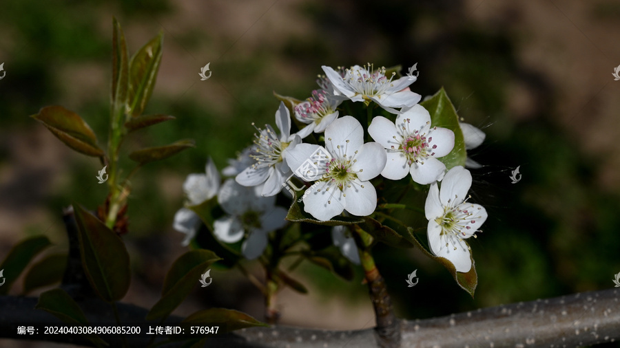 白梨花特写