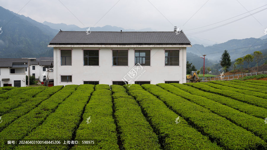 鹤峰木耳山茶园