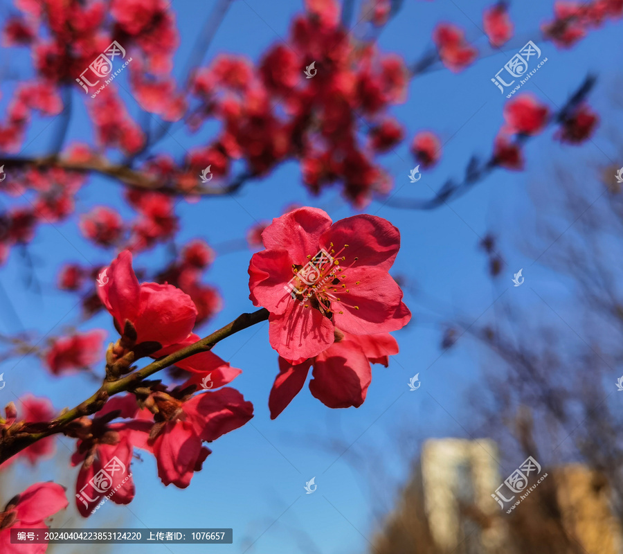 梅花盛开