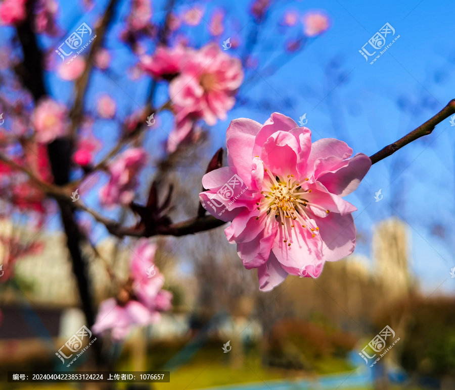 梅花特写