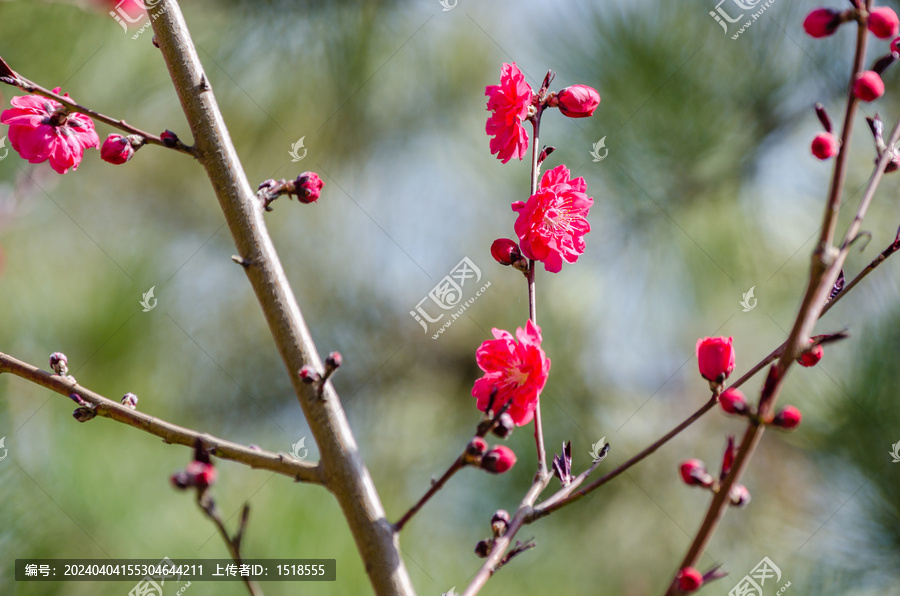 桃花