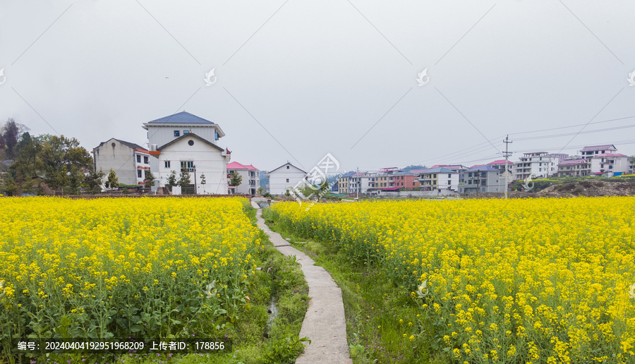 油菜花田