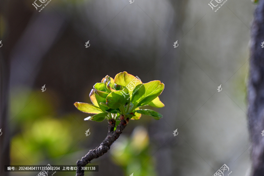 海棠发芽春天海棠花树枝发芽