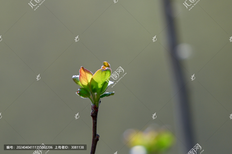 海棠发芽春天海棠花树枝发芽