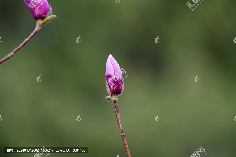 红玉兰花紫玉兰花开春天花蕾