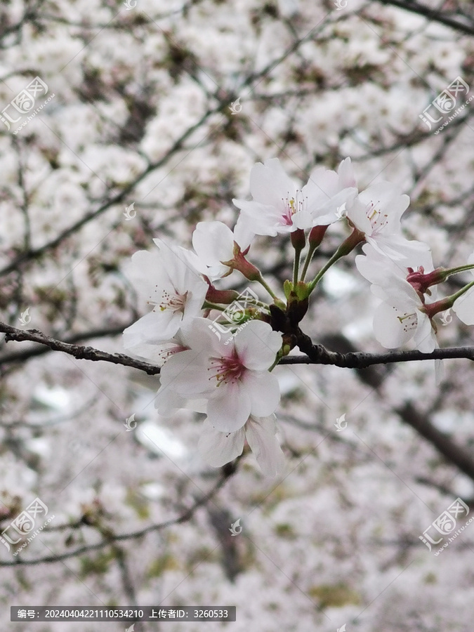 樱花